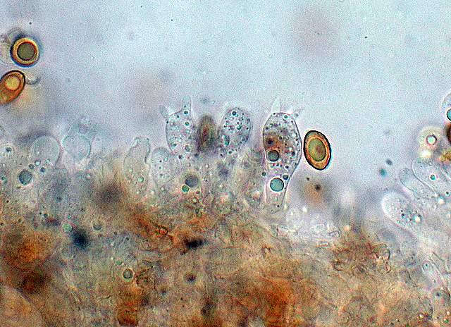 Galerina da deteminare n�11.